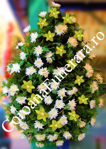 crizanteme orhidee