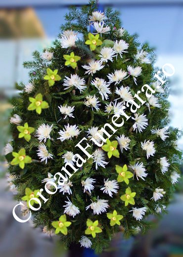 crizanteme orhidee