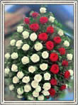 trandafiri albi diagonala rosie