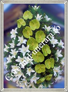 anturium anthurium